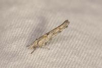Zelleria oleastrella