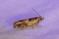 Crocidosema plebejana
