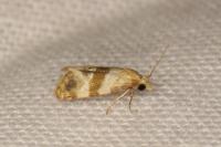 Phalonidia contractana