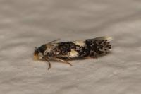 Ectoedemia