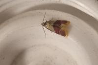 Diceratura ostrinana