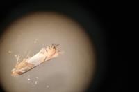 Phyllonorycter roboris