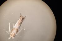 Phyllonorycter roboris