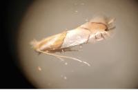 Phyllonorycter roboris