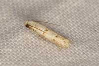 Symmocoides oxybiella