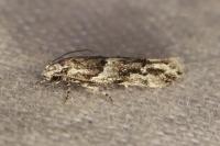 Recurvaria nanella