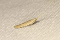 Coleophora