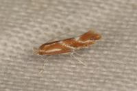 Phyllonorycter millierella