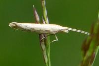 Plutella xylostella