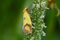 Agapeta zoegana