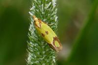 Agapeta zoegana