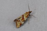 Aethes hartmanniana