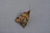 Aethes hartmanniana
