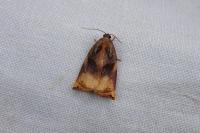 Archips podana