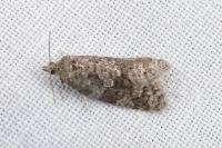Cnephasia