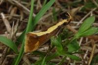 Harpella forficella