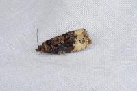 Hedya ochroleucana