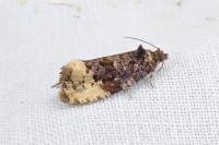 Hedya ochroleucana