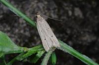 Acompsia