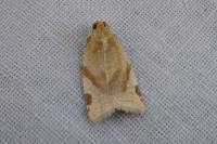 Paramesia gnomana