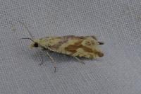 Thiodia citrana