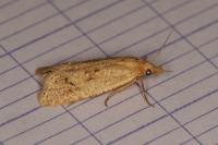 Cochylimorpha meridiana