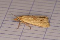 Cochylimorpha meridiana