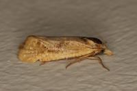 Cochylimorpha meridiana
