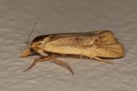 Cochylimorpha meridiana