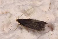 Homaloxestis briantiella