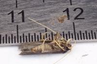 Homaloxestis briantiella