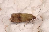Celypha striana