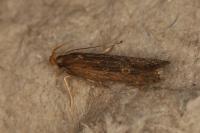 Helcystogramma triannulella