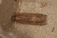 Helcystogramma triannulella