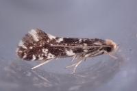 Nemapogon koenigi