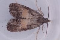 Endothenia nigricostana