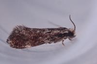 Dryadaula heindeli