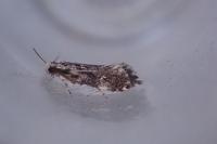 Dryadaula heindeli