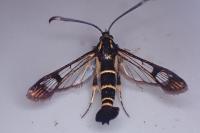 Synanthedon conopiformis