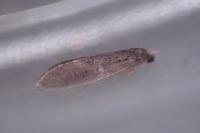 Monopis weaverella