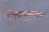 Phyllonorycter blancardella