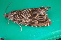 Enarmonia formosana