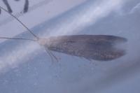 Coleophora serratella