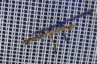 Amblyptilia