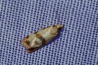 Phalonidia contractana