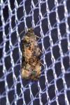 Endothenia gr. gentianaeana