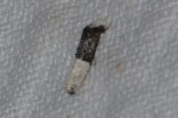Trichophaga bipartitella