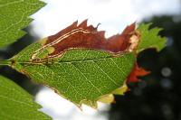 Lyonetia clerkella