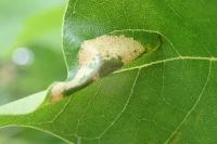 Phyllonorycter platani