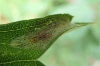Phyllonorycter corylifoliella